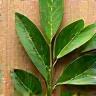 Eco friendly packaging material leaves